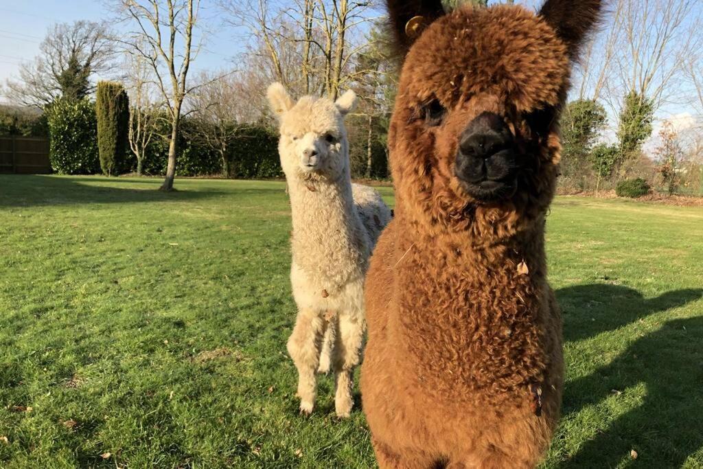 Alpaca Lodge Sittingbourne Extérieur photo