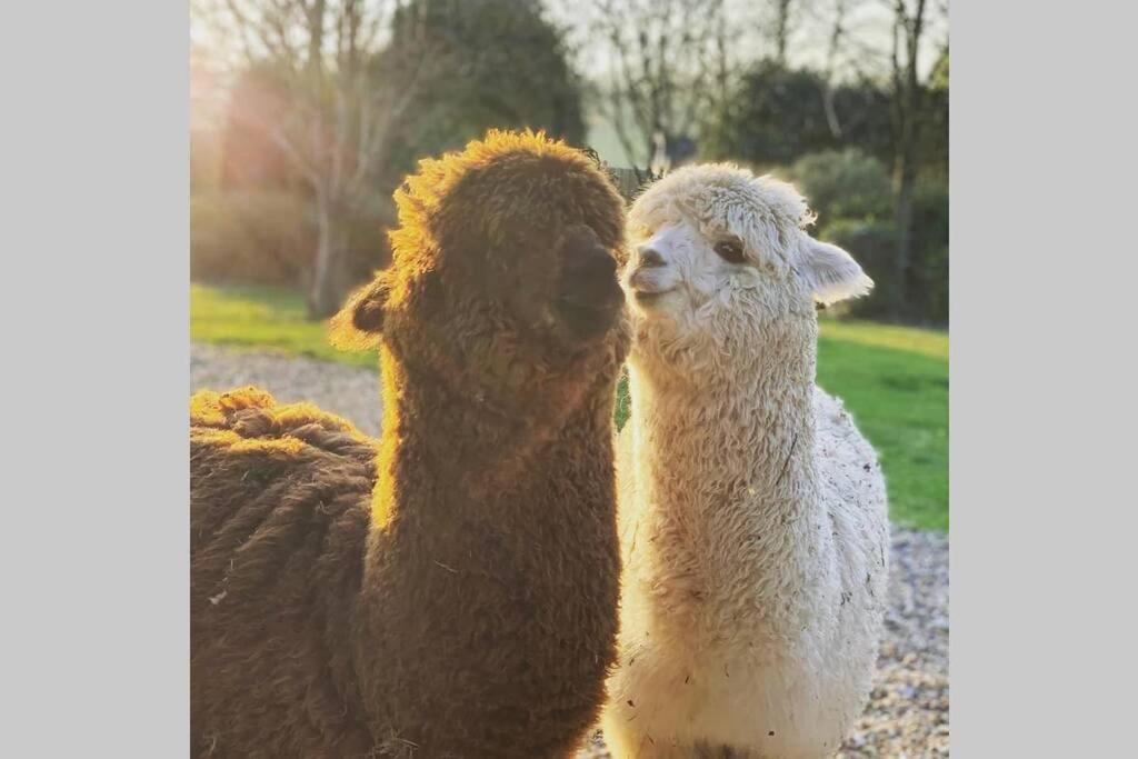 Alpaca Lodge Sittingbourne Extérieur photo